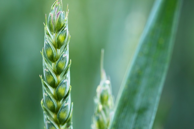 Zelené semená pšenice.jpg