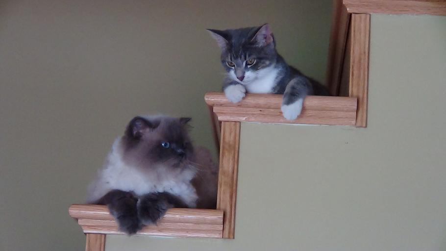 Mačky, schody